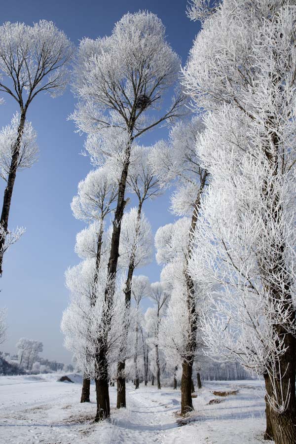 Dreamlike rime scenery in Shanxi