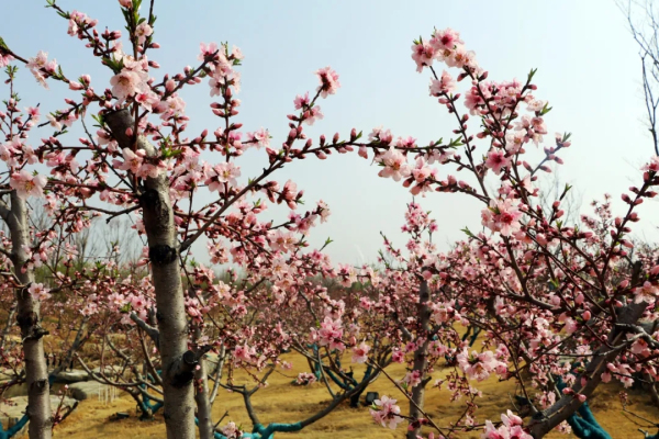 Places for admiring spring flowers in Tai'an