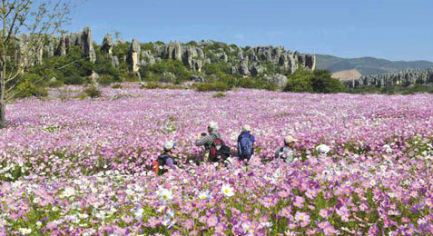 Blossoming beauty in the Naigu Stone Forest