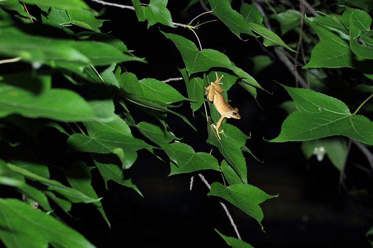 Nature photographer captures Ningbo nightlife