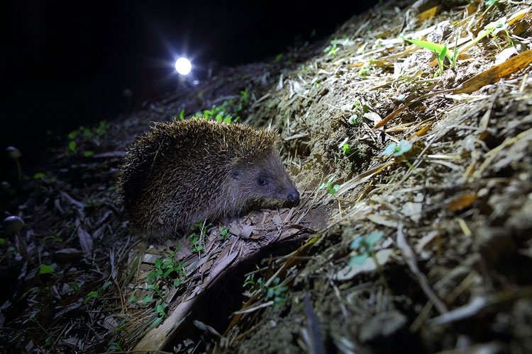 Nature photographer captures Ningbo nightlife