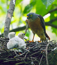 Capturing beauty of birds in the wild