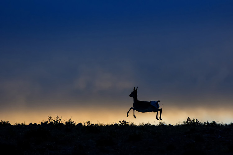 Joy and sorrow of shooting in the wild