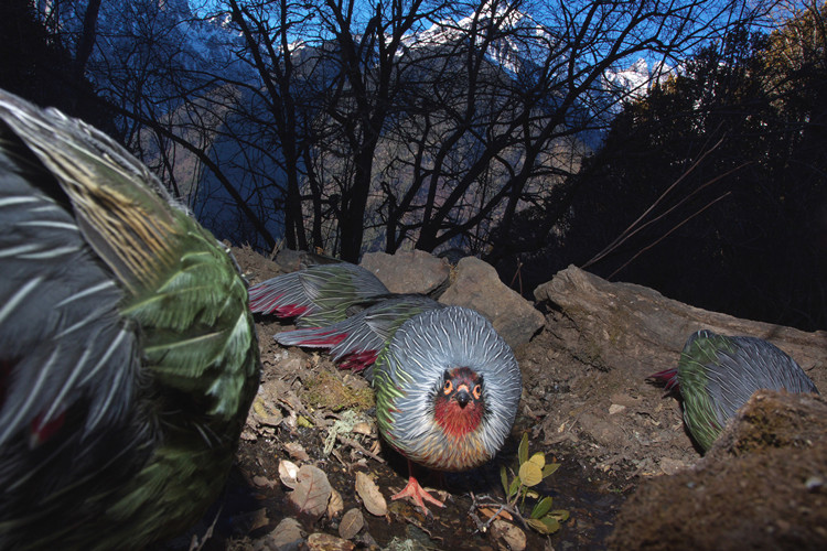 Wildlife photography pioneer blazes trail