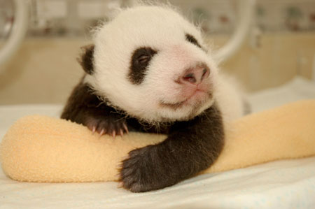 Giant panda cub No.6