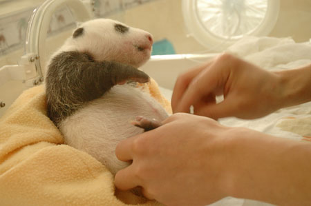 Giant panda cub No.18