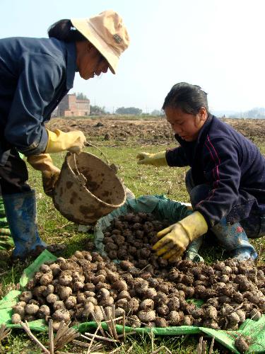 Chinese farmers reap bumper winter harvest