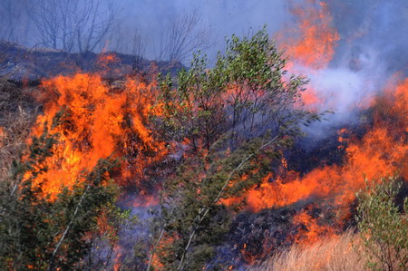 Forest fire in Dali