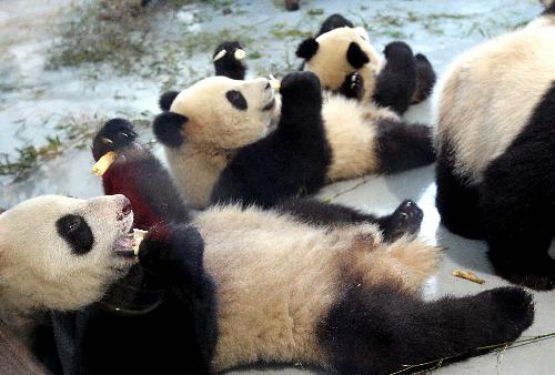 Expo pandas enjoy fresh bamboo