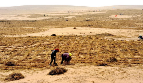 'Green wall' helps curb desertification