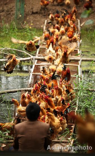 From a white collar to chicken king