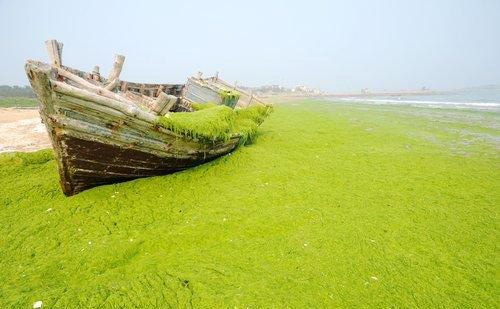 Green algae clean-up underway in tourist city