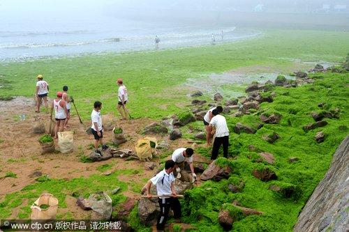 Green algae clean-up underway in tourist city