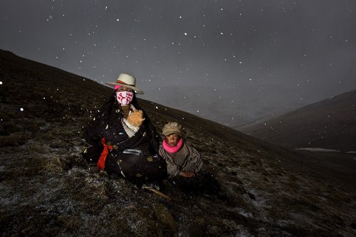 Tibetans searching for medicinal fungus