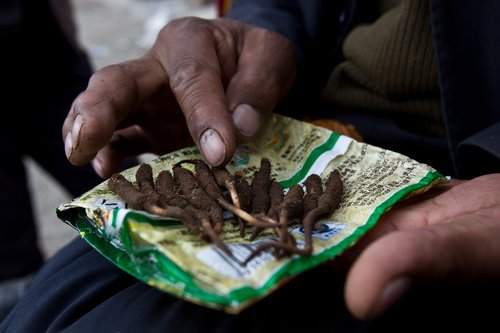 Tibetans searching for medicinal fungus