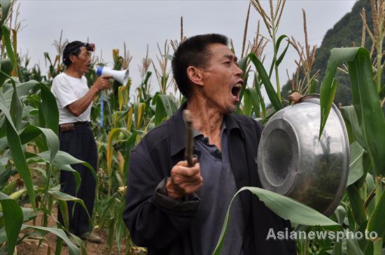 Villagers protect crops from wild boars