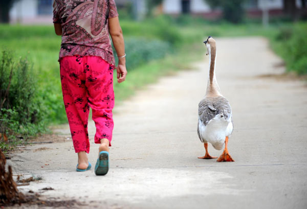 Goose is master's shadow