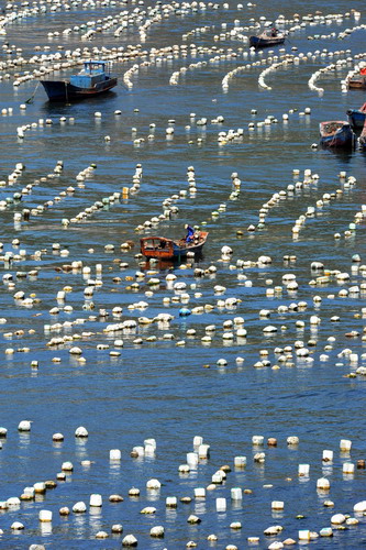 Sowing a sea of mussels in E. China