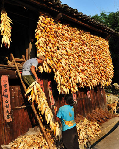 Guizhou sees good corn harvest