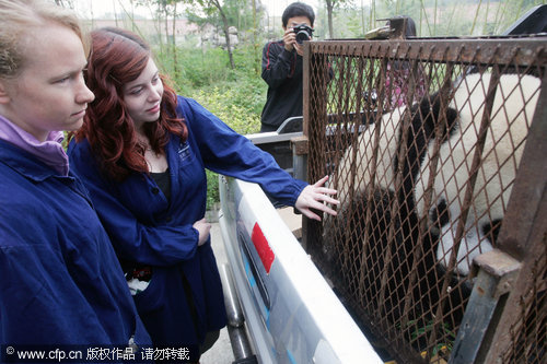 Giant pandas fly off to new life