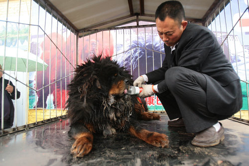 Mastiff gets red carpet treatment on arrival