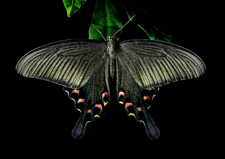 Feast for butterfly lovers - photos by Zhong Ming