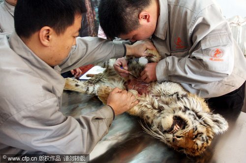 Tiger taxidermy