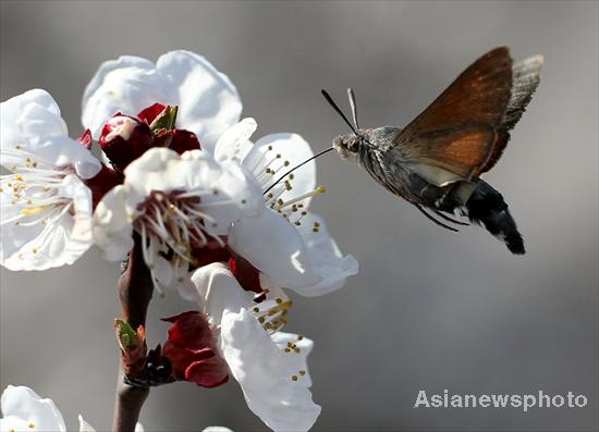 Collecting honey in spring