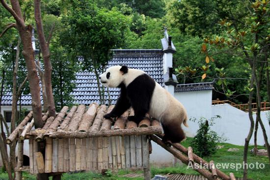 Pandas safe after days of torrential rain