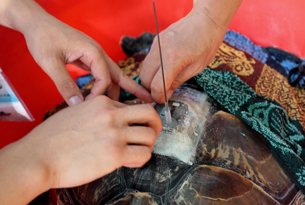 Turtles go back to sea wearing GPS