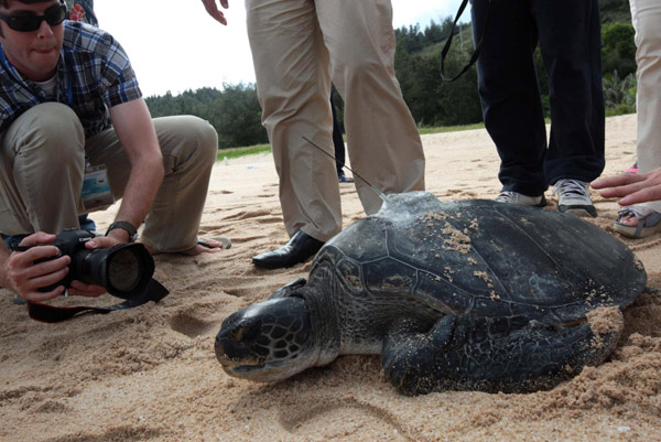 Turtles go back to sea wearing GPS