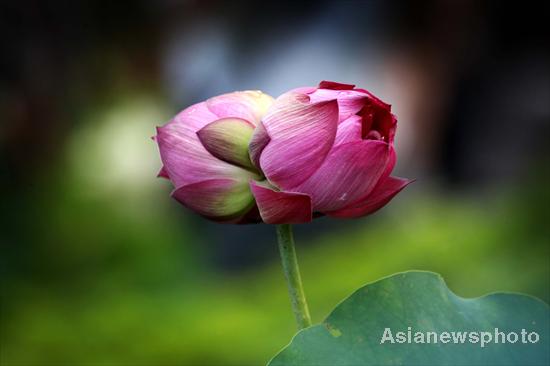 Twin lotus flowers bring romance to Fujian park