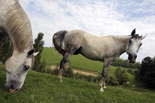 Hungarian equestrians prepare for performance