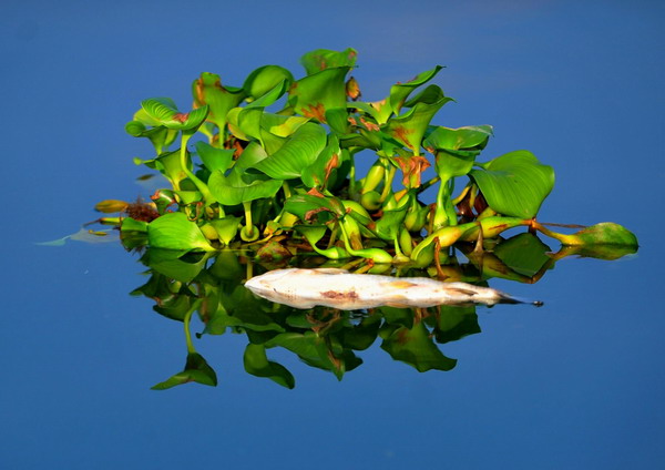 Mass fish death in E China county, cause unknown