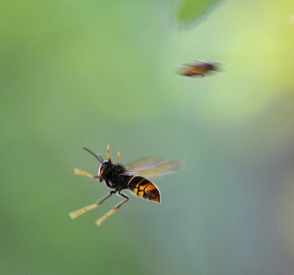 The war between wild bees and wasps