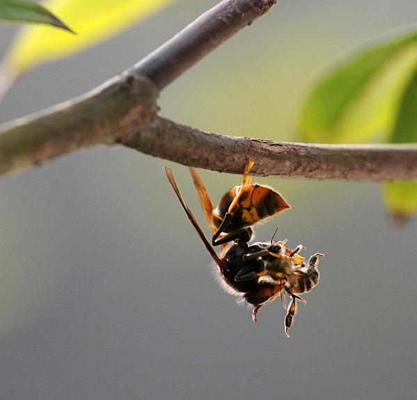 The war between wild bees and wasps