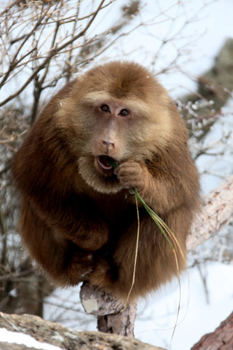 Monkeys enjoy Huangshan snow