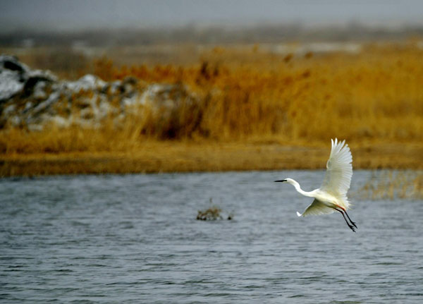 Spring migration for wild birds