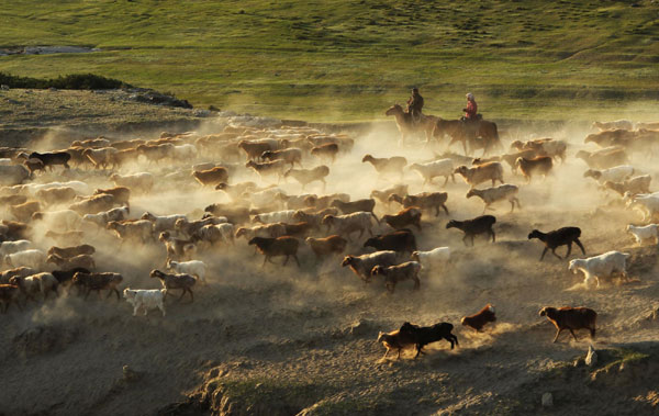 Xinjiang cattle moves to pastures new