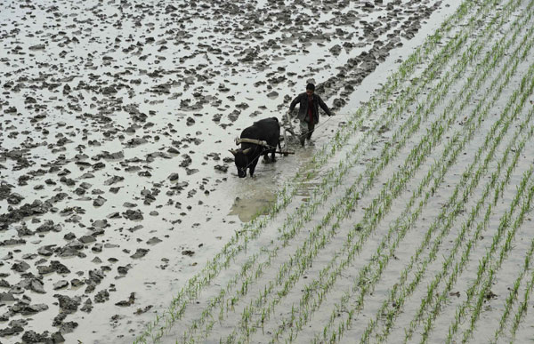 Buyi ethnic group - people of the rice paddies