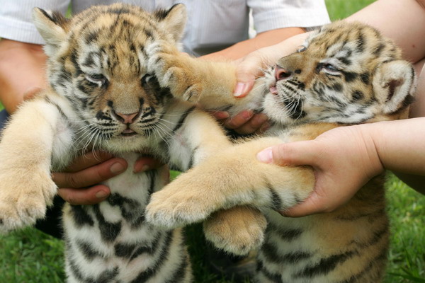 Tiger cubs meet visitors in E China zoo