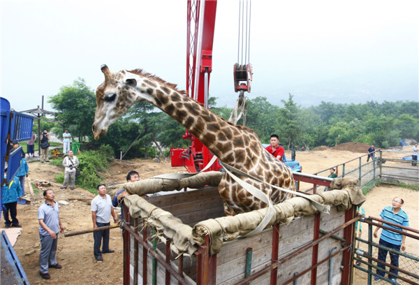 Giraffe travels for 'blind date'