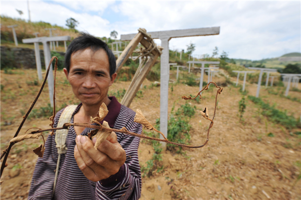 45-day drought scorches vast swathes of crops