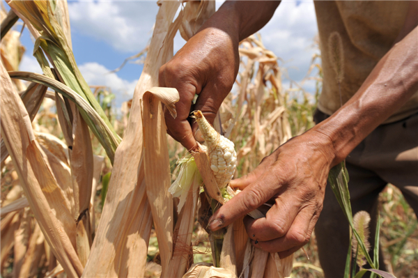 45-day drought scorches vast swathes of crops