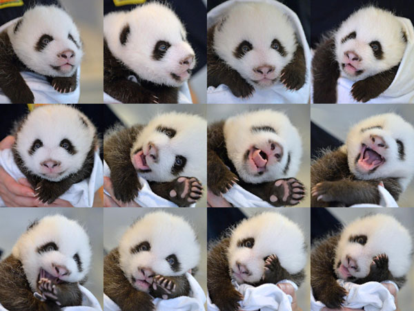 Panda twin cubs born at Atlanta Zoo