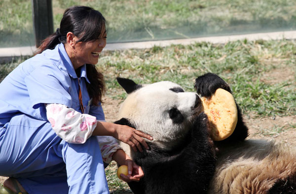 Giant pandas enjoy bamboo mooncakes