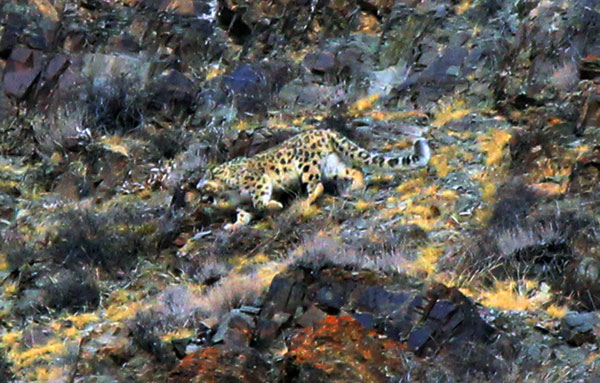 Snow leopard hunting photographed in NW China