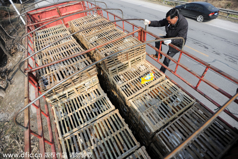 2,800 stray cats on the way to be slaughtered saved