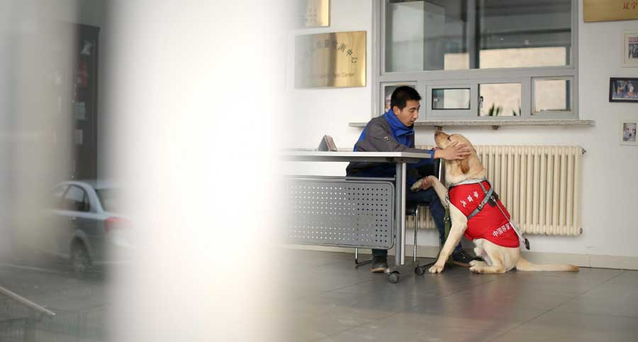 Guide dogs trained in NE China