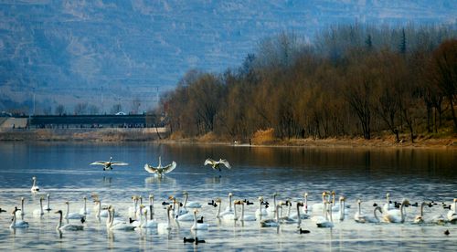 Sanmenxia, city of swans